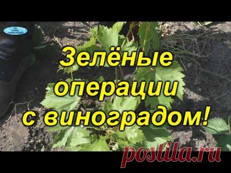 Первоочередные зелёные операции на винограде!