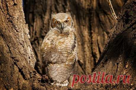 Ashley Tubbs - Photos of The Owl Pages