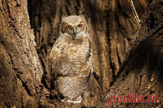 Ashley Tubbs - Photos of The Owl Pages