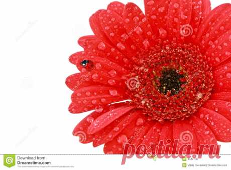 Single red gerbera flower with ladybird Single Red Gerbera Flower With Ladybird - Download From Over 66 Million High Quality Stock Photos, Images, Vectors. Sign up for FREE today. Image: 9342708