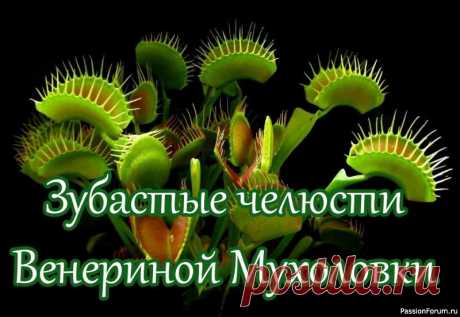 Комнатные растения. Венерина мухоловка Зубастые челюсти Венериной МухоловкиХищники не дружат с человеком. Из животных удалось одомашнить лишь двоих &mdash; собаку и кошку. Чтобы вырастить в комнате растения-хищники, тоже придется потрудиться: они нуждаются в уходе опытного цветовода. Но до чего же интересно за ними...