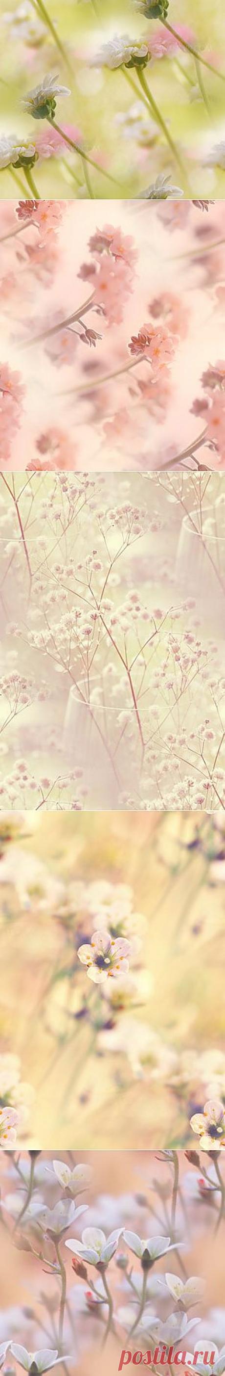 фоны из фотографий by =lpdragonfly — Прекрасные фоны для дневников