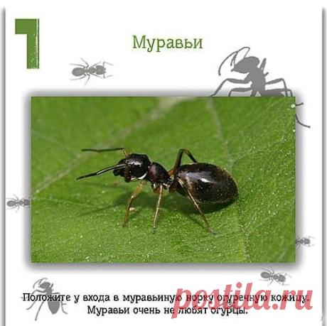 12 полезных советов для дома.