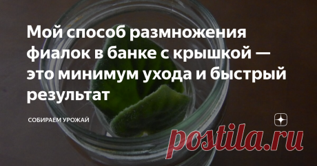 Мой способ размножения фиалок в банке с крышкой — это минимум ухода и быстрый результат