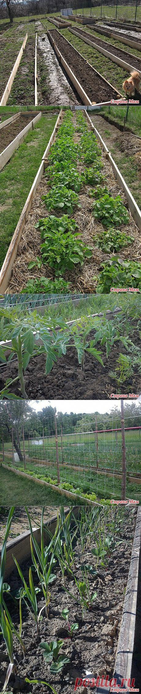 И опять узкие грядки.