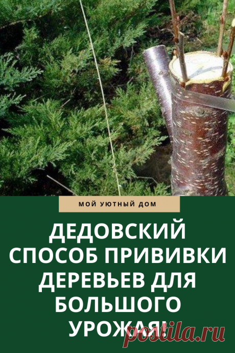Отличный способ прививки деревьев