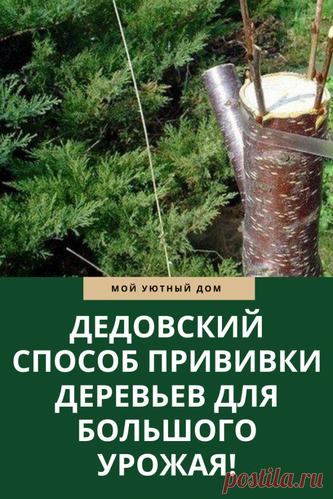Отличный способ прививки деревьев