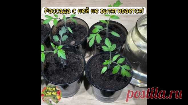 ПОДКОРМКА ДЛЯ РАССАДЫ ТОМАТОВ,
ЧТОБЫ ОНА БЫЛА ЗДОРОВОЙ И КРЕПКОЙ!

Нам понадобится всего лишь 2 таблетки БУРШТИНОВОЙ (ЯНТАРНОЙ) КИСЛОТЫ! Растворяем их в 1 л теплой отстоянной воды. Для удобства можно измельчить таблетки двумя ложками.

Эффект будет замете уже через пару дней после подкормки. Рассада становится яркой, сочной и постепенно наращивает массу: как зелени, так и корней. Такую подкормку можно повторить и во время посадки растений в открытый грунт, т.к. она помогае...