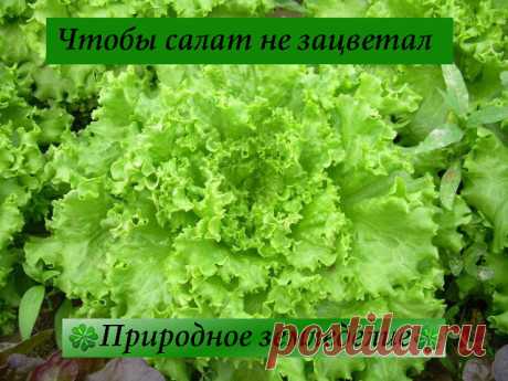 Чтобы салат не зацветал
