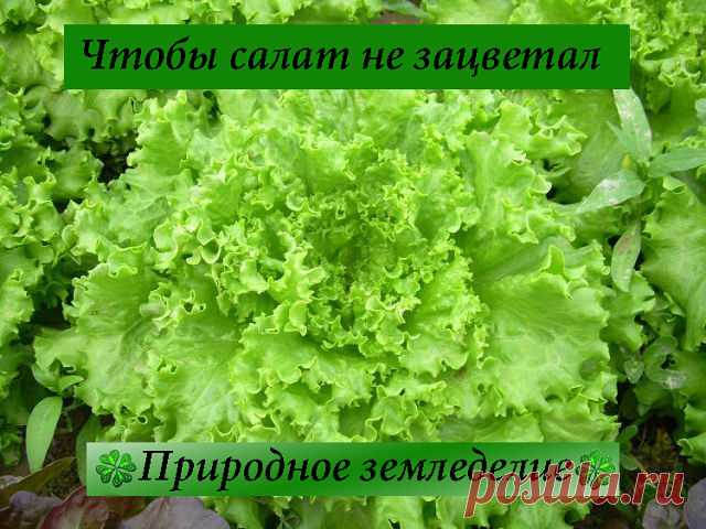 Чтобы салат не зацветал
