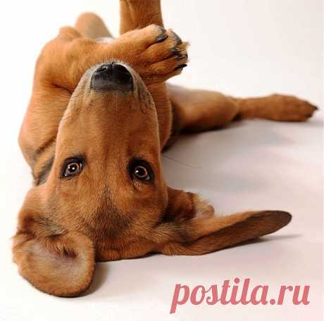 60 Fantastic Examples of Dog Photography - TutorArt | Graphic Design Inspiration, Busniess Cards, Photo, Case Studies