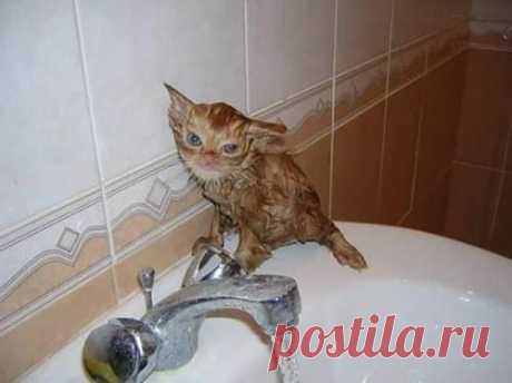 Котики, перед которыми стоит извиниться ...