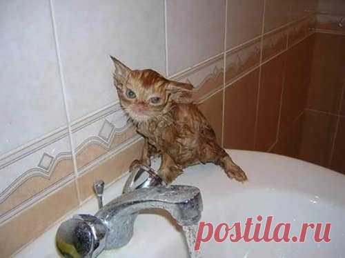 Котики, перед которыми стоит извиниться ...
