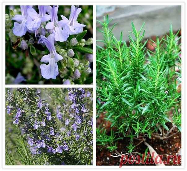 Как вырастить розмарин из семян 

Розмарин – это ценное растение, которое используют в косметологии, кулинарии и народной медицине. Многие люди уверены, что его можно приобрести только в специальных магазинах, а вот о попытках вырастить розмарин задумываются лишь единицы. При этом начинают выращивать розмарин из семян лишь настоящие энтузиасты, которых больше увлекает сам процесс.