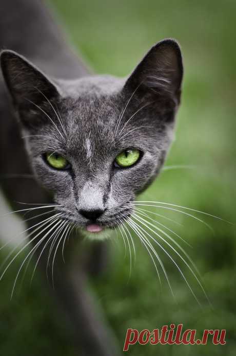 photogenic felines