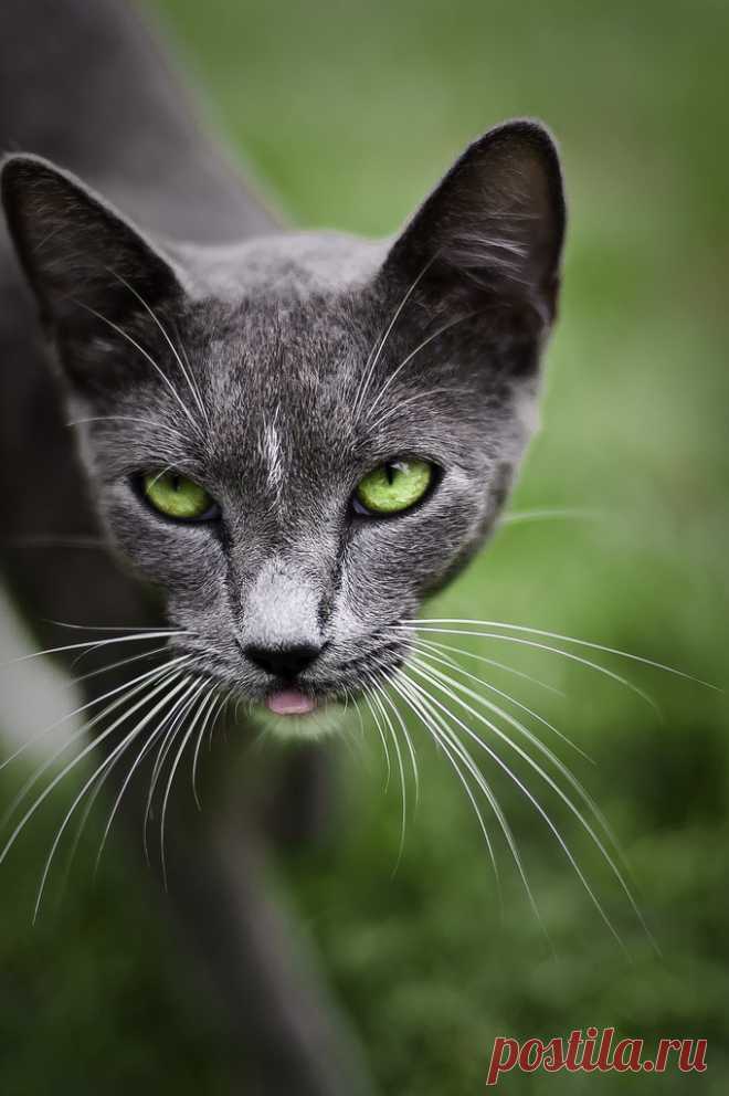 photogenic felines