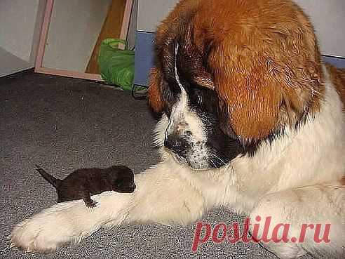 блоха что ли