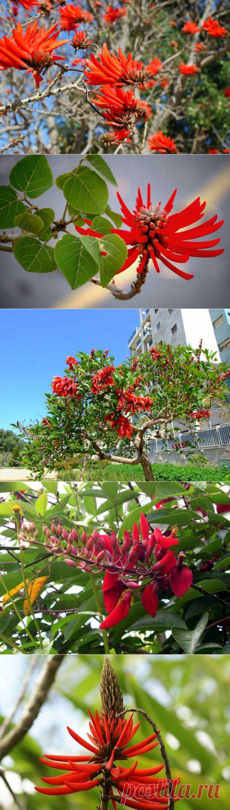 Коралловое дерево | Newpix.ru - позитивный интернет-журнал