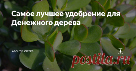 Самое лучшее удобрение для Денежного дерева