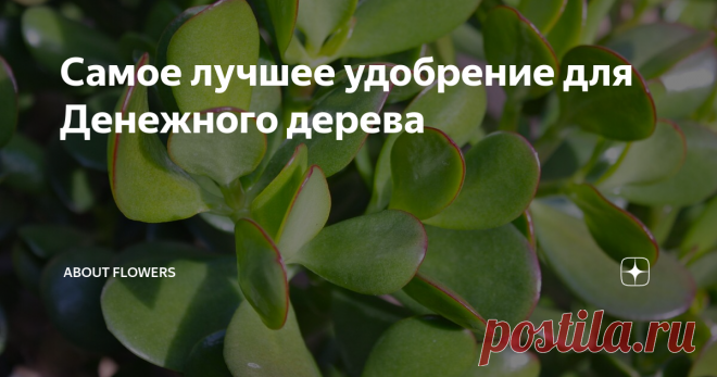 Самое лучшее удобрение для Денежного дерева