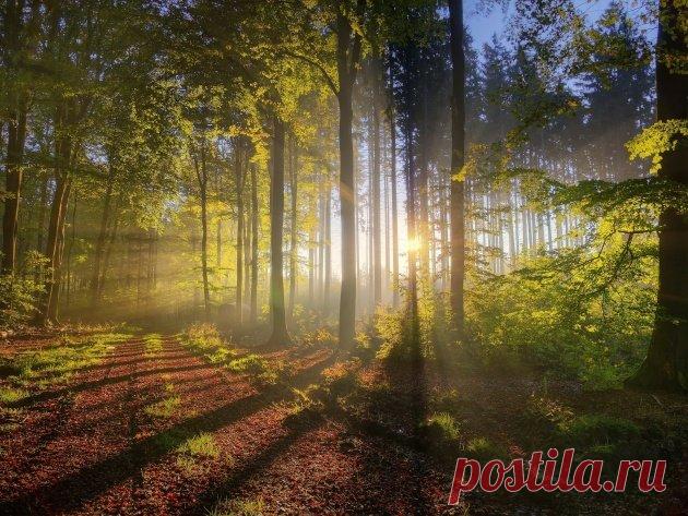 « Лесная дорога в лучах солнца » — карточка пользователя anna.deynega86 в Яндекс.Коллекциях
