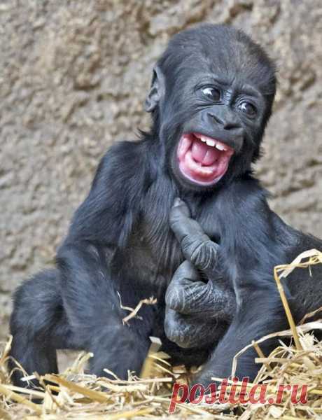 Самая счастливая подборка фотографий: хохочущие животные | ЖИВОЙ УГОЛОК