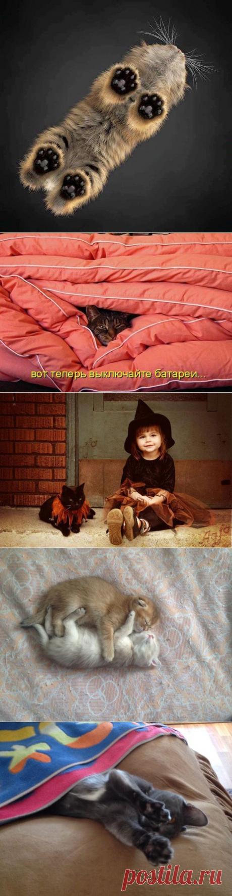 Без кота и жизнь не та ツ | ВКонтакте