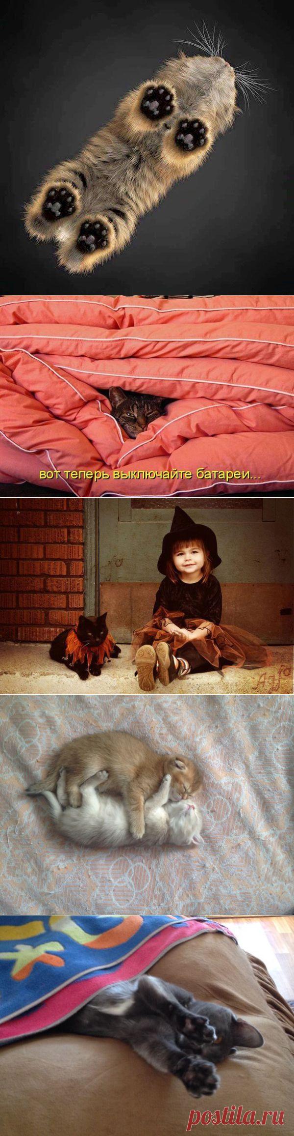 Без кота и жизнь не та ツ | ВКонтакте