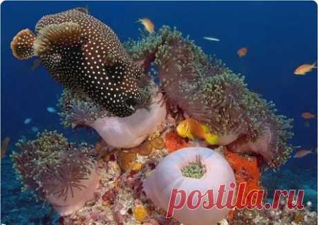 подводный мир фотографии - 599 тыс. картинок. Поиск Mail.Ru