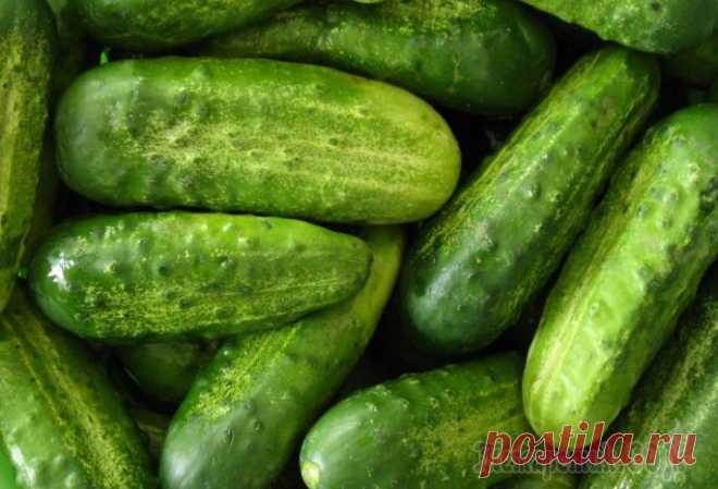 Как хранить огурцы, чтобы они долго оставались свежими