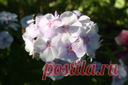 Читаем книгу о флоксах - Садоводка