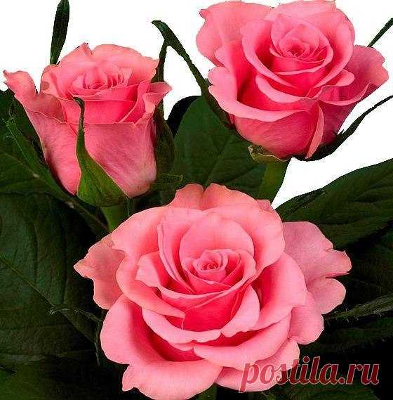 zzqAEup8KK4.jpg (560×569)
