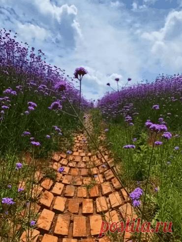 То лu Май уходum в Леmо.. 
То лu Леmо входum в Май..