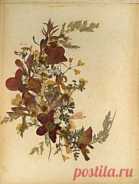 Blumen des Heiligen Lande 
(Цветы Святой Земли)

Фредерик Вестер
1890-е годы