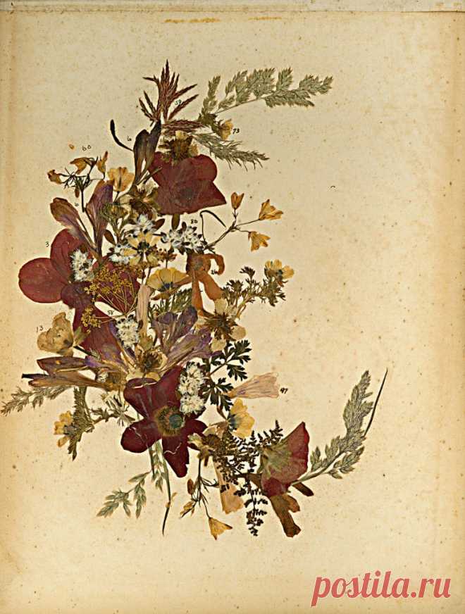 Blumen des Heiligen Lande 
(Цветы Святой Земли)

Фредерик Вестер
1890-е годы