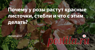Почему у розы растут красные листочки, стебли и что с этим делать?  Зачастую дачники могут видеть, как на кустах роз вдруг начинают расти листочки, которые по внешнему виду здоровые, но имеют красноватую окраску. При этом красный цвет приобретают не только листочки, но и стебли. Чего не хватает розам и почему так происходит?
Покраснение листочков у розы – явление нередкое. Дело в том, что у розы в листьях имеется такое вещество как антоциан, который, накапливаясь