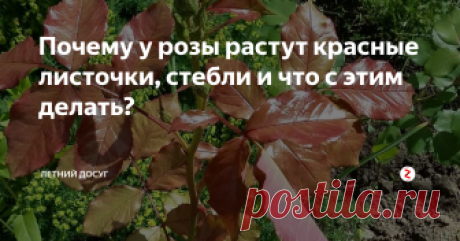 Почему у розы растут красные листочки, стебли и что с этим делать?  Зачастую дачники могут видеть, как на кустах роз вдруг начинают расти листочки, которые по внешнему виду здоровые, но имеют красноватую окраску. При этом красный цвет приобретают не только листочки, но и стебли. Чего не хватает розам и почему так происходит?
Покраснение листочков у розы – явление нередкое. Дело в том, что у розы в листьях имеется такое вещество как антоциан, который, накапливаясь