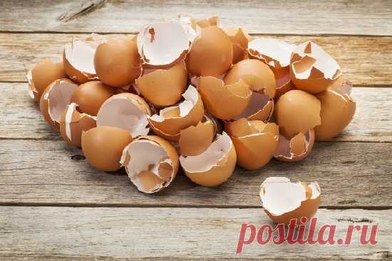 Яичная скорлупа накормит растения кальцием

Бесценные советы и секреты бывалых садоводов

Наступает время начала «кормления» наших любимых растений на приусадебном участке. Существует множество способов подкормки: и химических, и натуральных, но те и другие могут негативно сказаться на ваших огородных растениях.