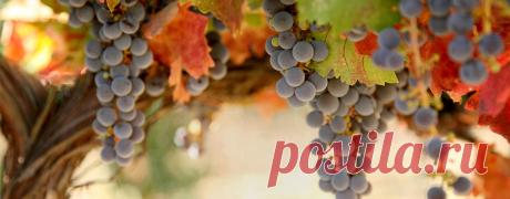 Моя кухня - Томленые щи в медленноварке