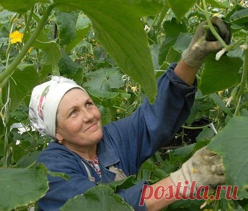 Зачем огурцы на грядке поливают молоком?