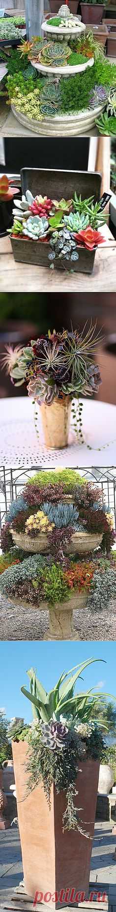 Суккуленты в контейнерах - сочетание.