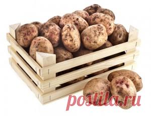 Температура хранения картофеля. | Сад и Огород