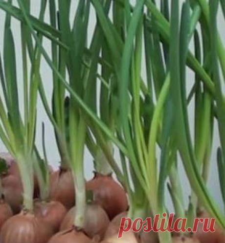 Выращивание зеленого лука зимой | Блог Людмилы Морошкиной...