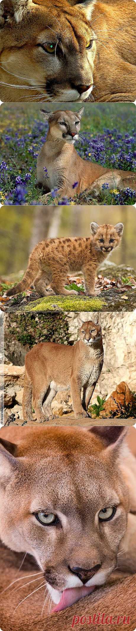 Пума (лат. Puma concolor), фотографии пумы