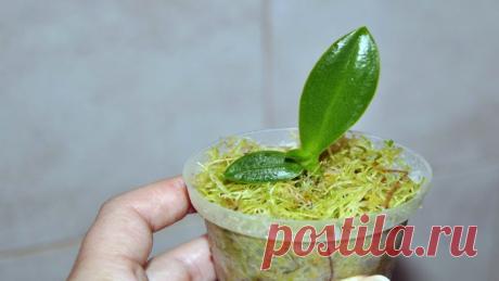 Способ размножения орхидеи без паст и гормонов. Оценят все любители этой красоты Орхидеи отличаются прекрасными яркими цветами, крупными листьями, выделяющими много кислорода. Научитесь размножать растения самостоятельно без специальной пасты.

Вам понадобится:




 	цветонос орхидеи
 	пластиковая бутылка
 	мох
 	мох сфагнум
 	крепкая нитка, леска или резинка
 	вода