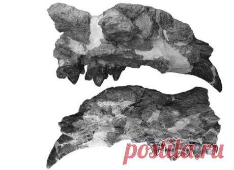 Ученые обнаружили в Кении останки гигантского ископаемого млекопитающего | Наука и технологии