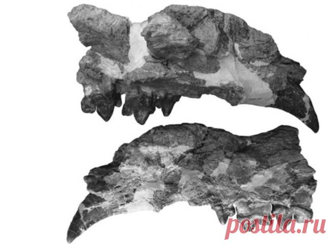 Ученые обнаружили в Кении останки гигантского ископаемого млекопитающего | Наука и технологии