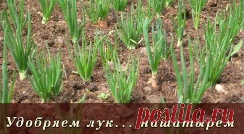 Удобряем лук... нашатырем.
