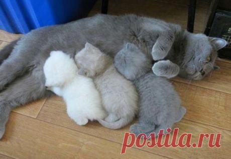 Такие заботливые мамы: Фотографии животных, которые немного устали от своих детёнышей