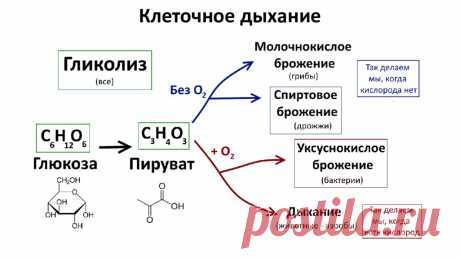 Клеточное дыхание картинка